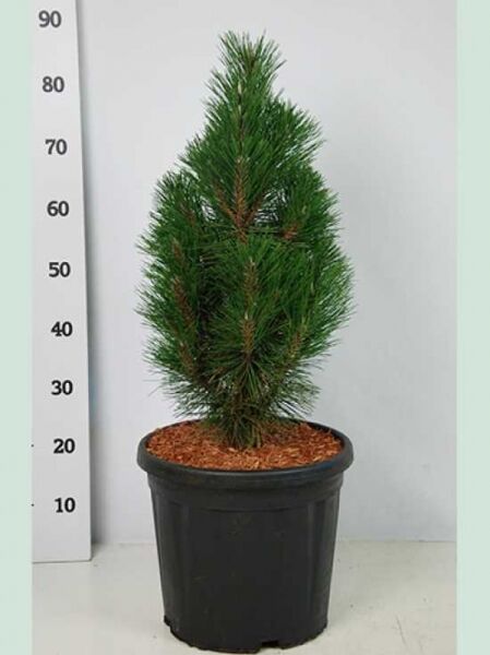 Pinus nigra 'Richard' / Zwerg-Schwarz-Kiefer 'Richard'