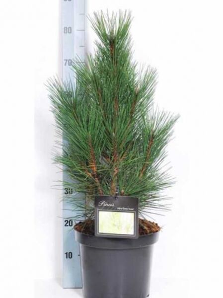 Pinus nigra 'Green Tower' / Säulen-Schwarzkiefer