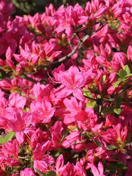 Rhododendron obtusum 'Rosalind' / Japanische Azalee 'Rosalind'