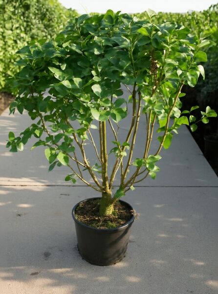 Syringa vulgaris 'Sensation' (Gartenflieder) im Topf, buschiger Strauch mit grünen Blättern, Höhe 125-150 cm, C20
