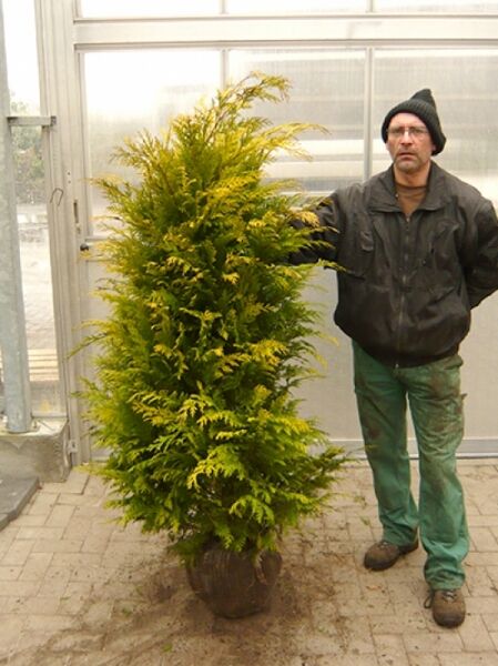 Gelbe Scheinzypresse (Chamaecyparis lawsoniana) 'Stardust' 160-180 cm mit Ballen, buschiger Wuchs, gelbgrünes Nadelkleid.