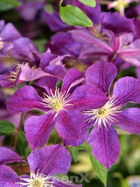 Clematis Hybride 'Star of India' / Waldrebe 'Star of India'