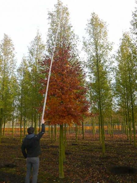 Rot-Buche / Fagus sylvatica