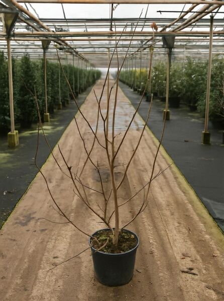 Magnolia 'Butterflies' / Gelbe Magnolie 'Butterflies' 150-175 cm C20, mehrstämmiger, laubfreier Strauch im Containerpot.