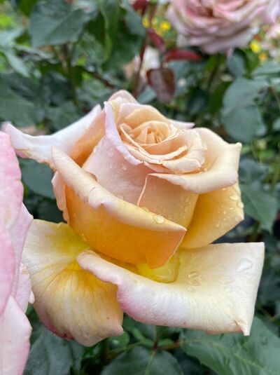 Rosa 'Rallye des Gazelles' / Edelrose 'Rallye des Gazelles' mit apricotgelber, rosé gerandeter Blüte und grünen Blättern