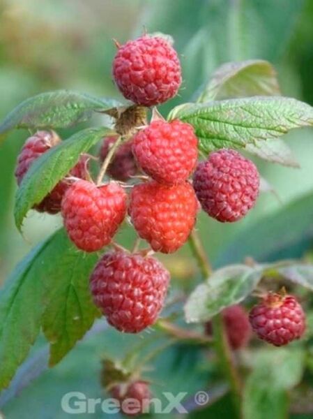 Rubus idaeus 'Aroma Queen' / Himbeere 'Aroma Queen'