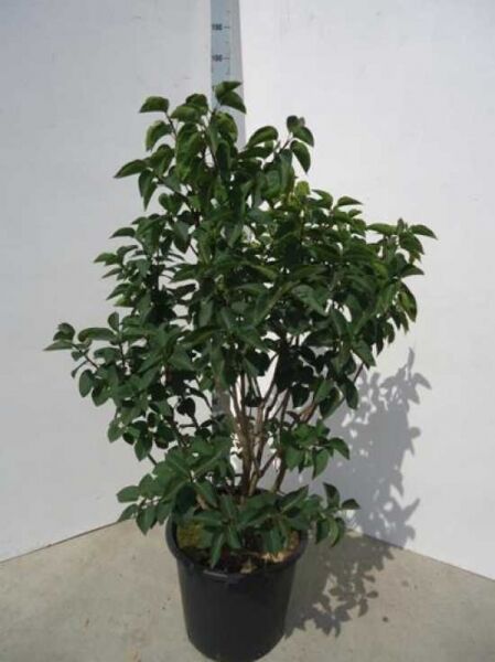 Gartenflieder / Gewöhnlicher Flieder / Edelflieder 'Andenken an Ludwig Späth' / Gartenflieder / Gewöhnlicher Flieder / Edelflieder 'Andenken an Ludwig Späth'