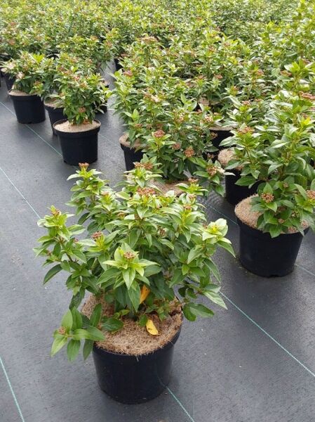 Viburnum tinus 'Eve Price' / Mittelmeer-Schneeball 'Eve Price', immergrüner Strauch im Topf, 40–50 cm, Container C5.