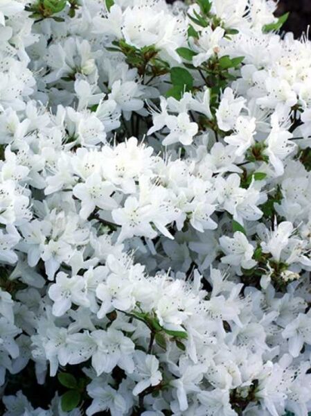 Rhododendron obtusum 'Schneeglanz' / Japanische Azalee 'Schneeglanz' mit vielen weißen Blüten und grünem Laub