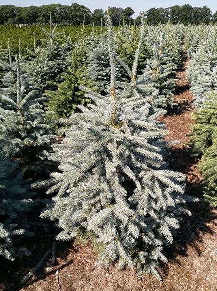 Picea pungens 'Glauca' / Blaue Stech-Fichte 125-150 cm m. Db., silbrig-blaue Nadeln, kegelförmiger Wuchs im Feldbestand