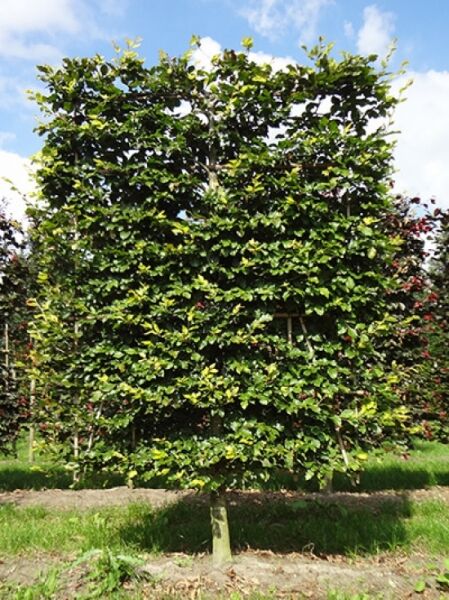 Rot-Buche 'Boden-Spalier' H:250 B:160 T:20 (Stamm 50 cm) / Fagus sylvatica