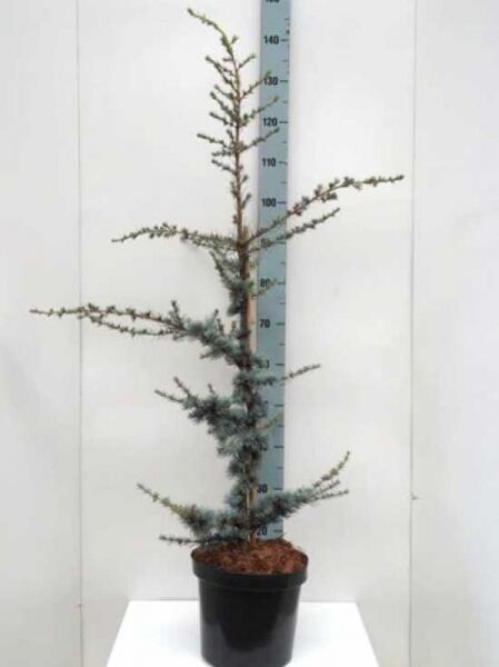 Blaue Libanon-Zeder (Cedrus libani 'Glauca') 80–100 cm im C10-Topf, junger Nadelbaum mit blaugrünen Nadeln und aufrechtem Wuchs.