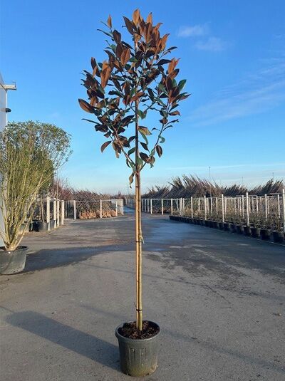 Großblütige Magnolie 'Exmouth' / Magnolia grandiflora 'Exmouth'