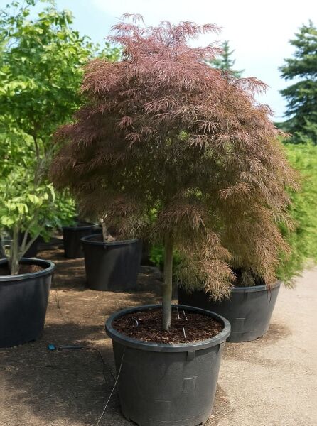 Dunkelroter Schlitz-Ahorn (Acer palmatum 'Dissectum Garnet') als Hochstamm ca. 120 cm im Container C130 mit fein geschlitztem Laub