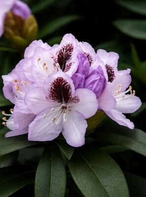 Violett / lila blhende Rhododendron und Azaleen gnstig kaufen