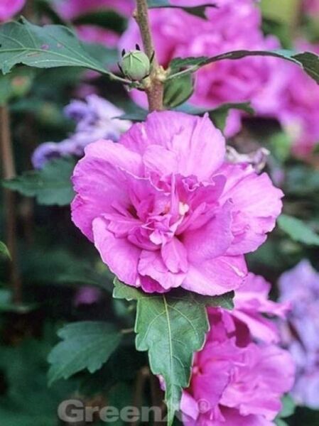Garten-Eibisch 'Duc de Brabant' / Strauch-Eibisch 'Duc de Brabant' / Hibiscus syriacus 'Duc de Brabant'