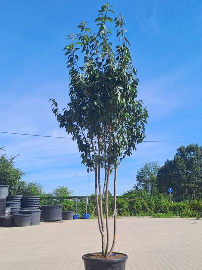 Japanische Nelken-Kirsche 'Kanzan' 400-450 cm mehrstämmig / Prunus serrulata 'Kanzan' (1577195)