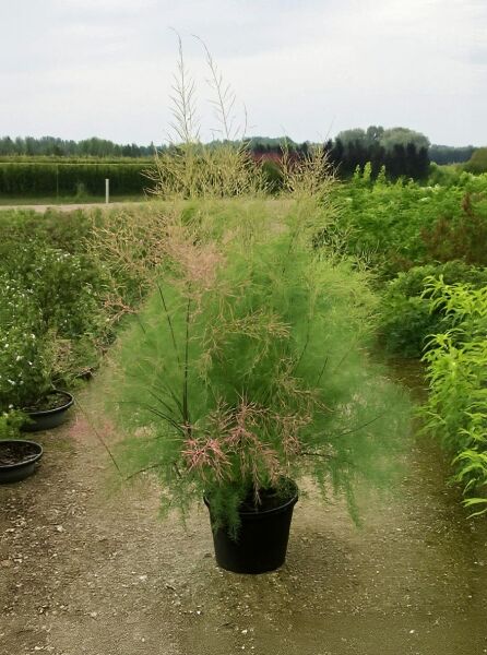 Tamarix ramosissima 'Pink Cascade' / Heide-Tamariske, 150-175 cm C20, im Container mit feinem, grünem Laub und rosa Blütenrispen