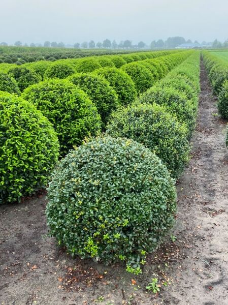 Osmanthus burkwoodii 'Kugel' / Frühlings-Duftblüte 'Kugel', kugelförmiger, immergrüner Strauch im Feldanbau.