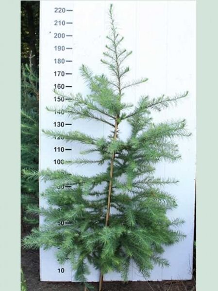 Larix kaempferi (Japanische Lärche) 175–200 cm m. Db., junger Baum mit aufrechtem Stamm und feinen, nadeligen Trieben.