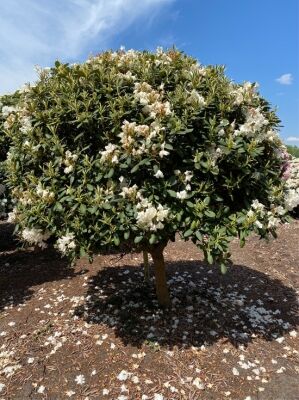 Rhododendron auf Stamm gnstig in Top-Baumschulqualitt kaufen