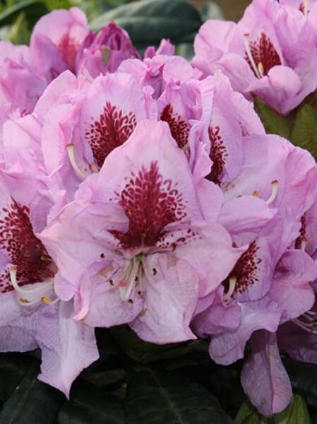 Rhododendron 'Humboldt Superior' / Rhododendron Hybride 'Humboldt Superior'