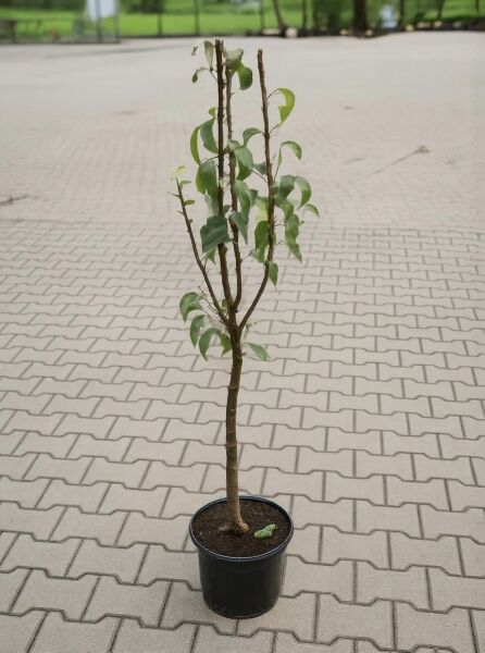Birne 'Clapps Liebling' (Pyrus communis 'Clapps Favourite'), 60 cm Stamm, im C5-Topf, junges Bäumchen mit grünen Blättern