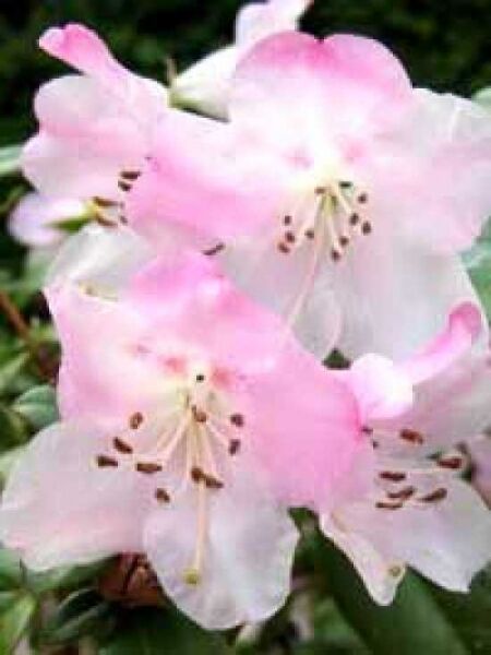 Rhododendron 'Cilpenense' / Rhododendron Hybride 'Cilpenense'