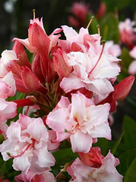Laubabwerfende Azalee 'Corneille' / Azalea luteum 'Corneille' (Knap-Hill)
