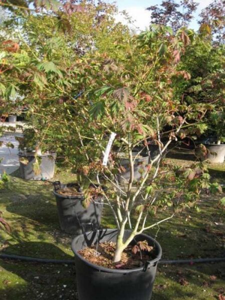 Eisenhutblättriger Ahorn (Acer japonicum 'Aconitifolium') 125-150 cm, C90, mehrstämmiger Ahorn im Container mit Laub