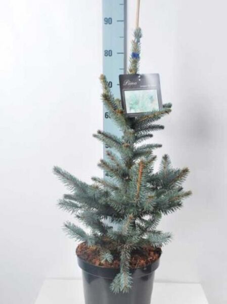 Picea pungens 'Fat Albert' / Blaue Stech-Fichte 'Fat Albert', 50-60 cm, C7, im Topf mit blaugrünen Nadeln und aufrechtem Wuchs.