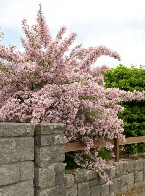 Kolkwitzie 'Pink Cloud' / Perlmuttstrauch 'Pink Cloud' - Kolkwitzia  amabilis 'Pink Cloud'