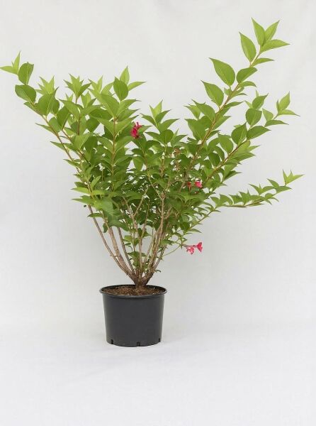 Weigela 'Eva Rathke' (Glockenstrauch) 125-150 cm C20, mehrtriebiger Strauch im Topf mit grünen Blättern und pinken Blüten
