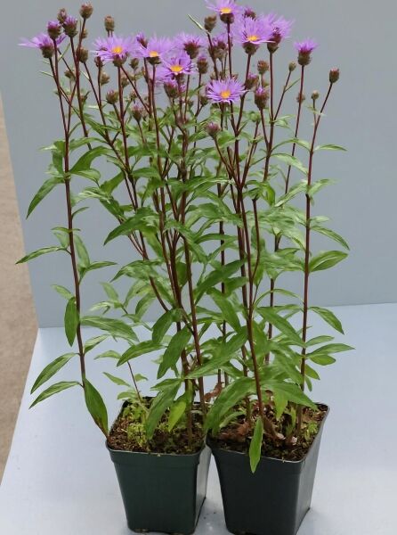 Raspel-Aster Aster radula 'August Sky' P9, Topfpflanze mit lila Blüten und grünen lanzettlichen Blättern.