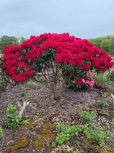 Rhododendron 'Red Impulse' / Rhododendron Hybride 'Red Impulse Rhododendron Schirm rote Blüte