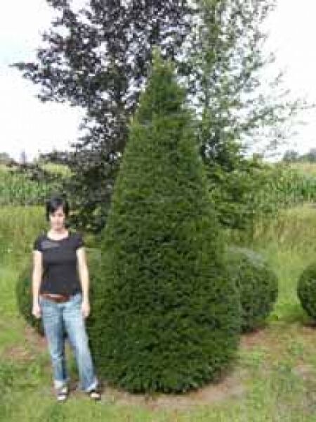 Taxus baccata 'Kegel' (Heimische Eibe) als Solitär, kegelförmig und dicht verzweigt.