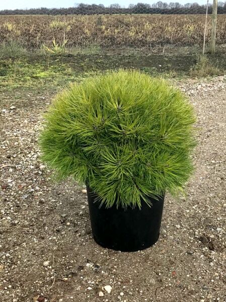Schwarze Zwergkiefer 'Bambino'®  / Schwarze Zwergkiefer 'Bambino'® 