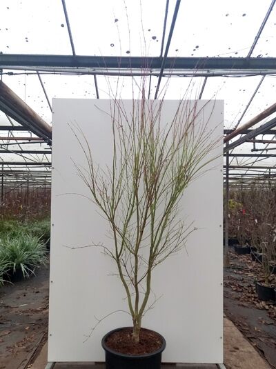 Korallenrinden-Ahorn 'Sango-kaku' / Acer palmatum 'Sango-kaku'