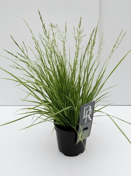 Molinia caerulea 'Variegata' (Gestreiftes Garten-Pfeifengras) im Topf mit schmalen, überhängenden Halmen und Rispen.