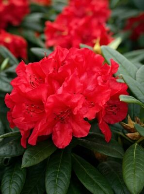 Herbstblhende Rhododendron gnstig in Top-Baumschulqualitt kaufen