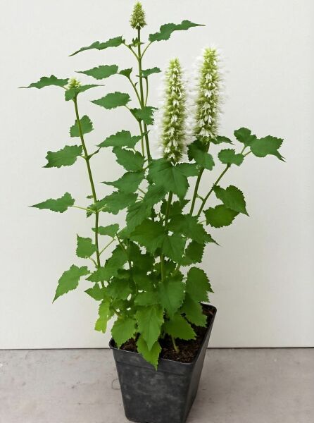 Agastache rugosa 'Alabaster' (Weiße Koreaminze) im Topf, grüne Blätter und aufrechte weiße Blütenähren, P9