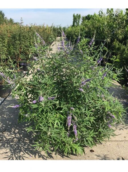 Vitex agnus-castus (Mönchspfeffer) Keuschbaum 60–80 cm C20, buschiger Strauch im Container mit violetten Blütenrispen