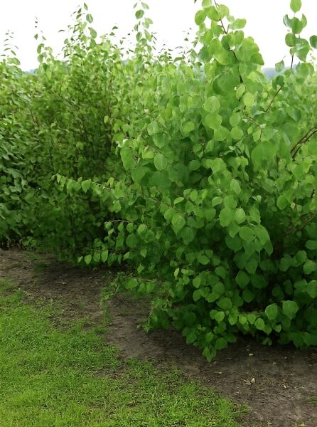 Cercidiphyllum japonicum (Judasblatt/Kuchenbaum) Solitär 250–300 cm, mehrstämmiger Strauch mit herzförmigen grünen Blättern.