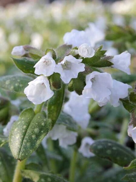 Pulmonaria saccharata 'Ice Ballet' / Lungenkraut 'Ice Ballet'