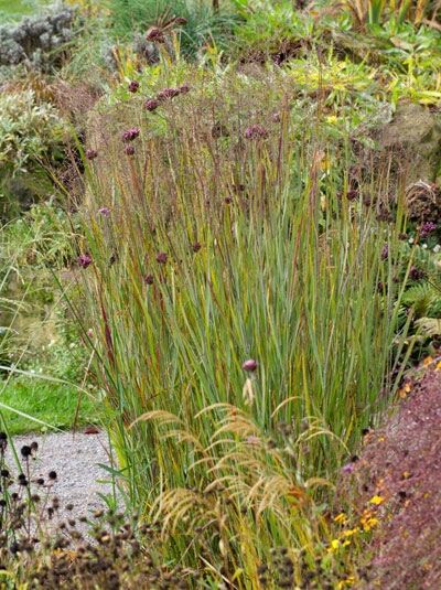 Garten-Ruten-Hirse &#039;Heiliger Hain&#039; / Panicum virgatum &#039;Heiliger Hain&#039;