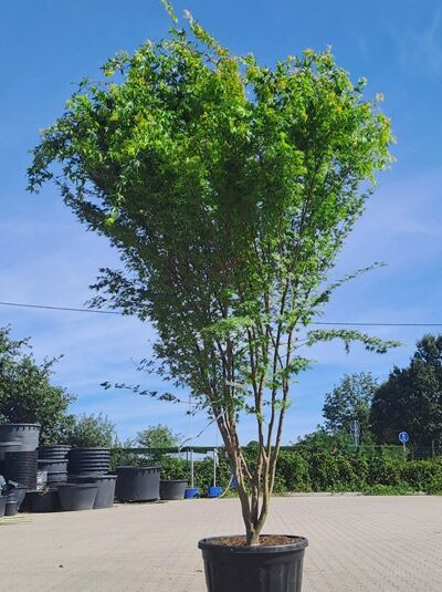 Korallenrinden-Ahorn 350-400 cm Schirmform / Acer palmatum 'Sango-kaku' (1577143)