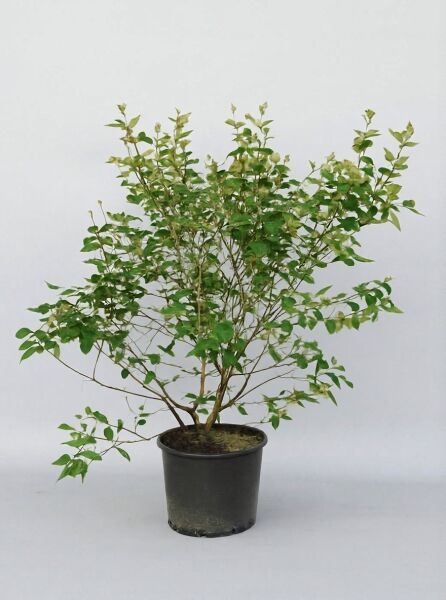 Viburnum burkwoodii (Oster-Schneeball/ Duft-Schneeball) 60-100 cm C12, mehrtriebiger Strauch im Container mit grünem Laub
