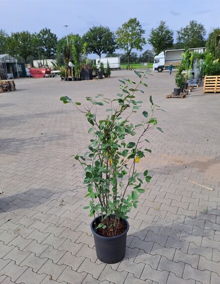 Echte Felsenbirne (Amelanchier rotundifolia/ovalis) 100-125 cm, C12, mehrtriebiger Strauch im Pflanzcontainer mit grünen Blättern.