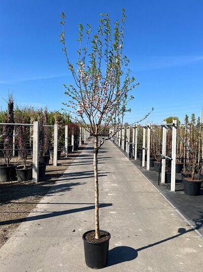 Mandel 'Rubijn' - Prunus dulcis 'Robijn' - Baumschule NewGarden