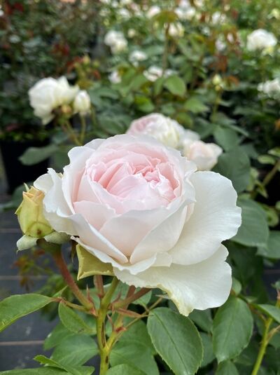 Strauchrose Rosa 'Herzogin Christiana'® mit gefüllter, zartrosa Blüte und grünen Blättern am Strauch.